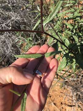 Image of slender sunflower