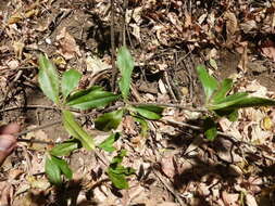 Image of Bonellia nervosa (C. Presl) B. Ståhl & Källersjö