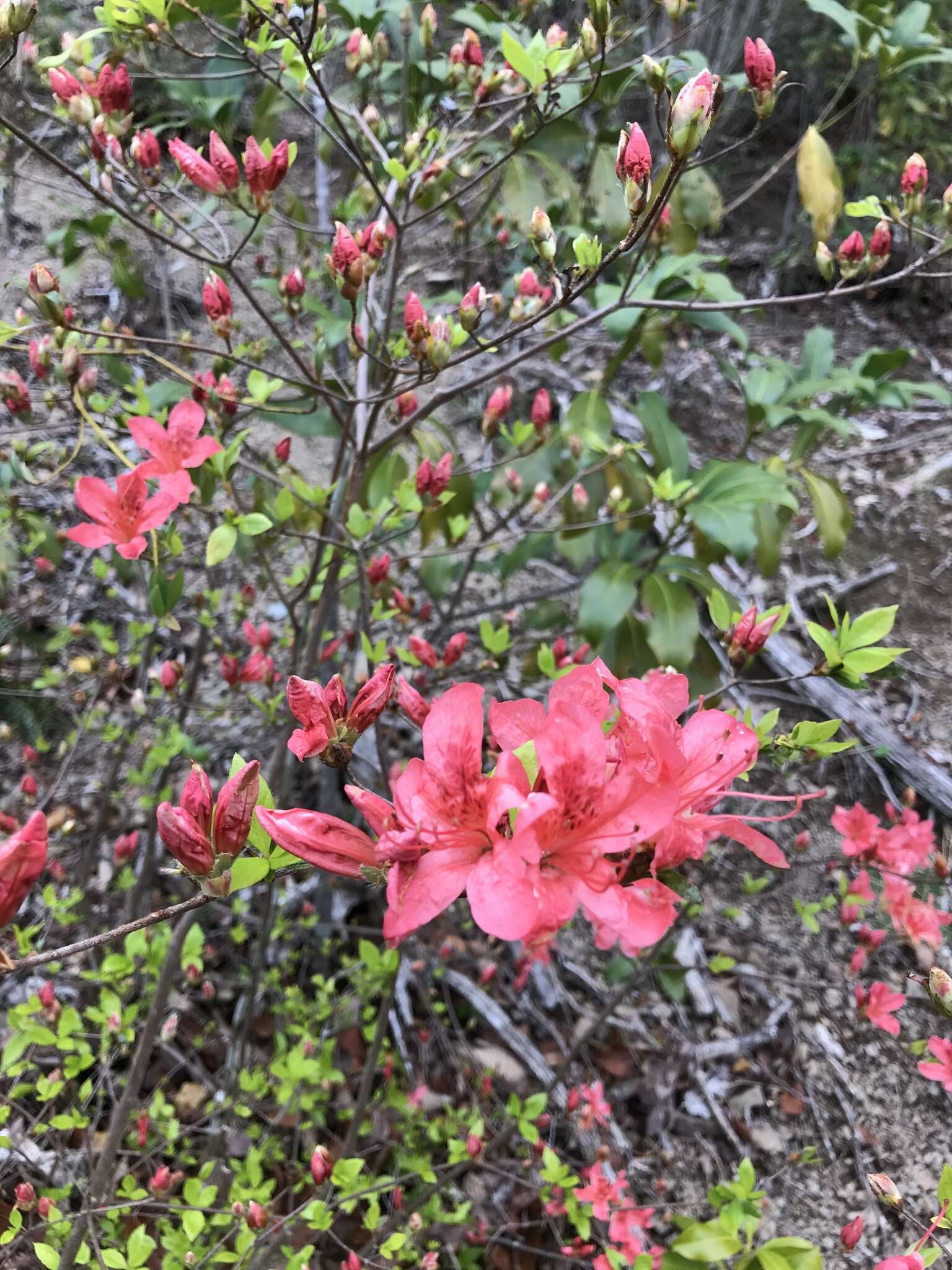 Image of Rhododendron kaempferi Planch.