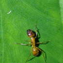 Image of Camponotus variegatus dulcis Dalla Torre 1893