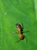 Image of Camponotus variegatus dulcis Dalla Torre 1893