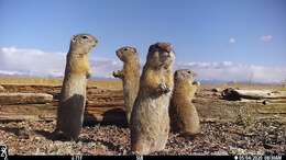 Image of Wyoming ground squirrel