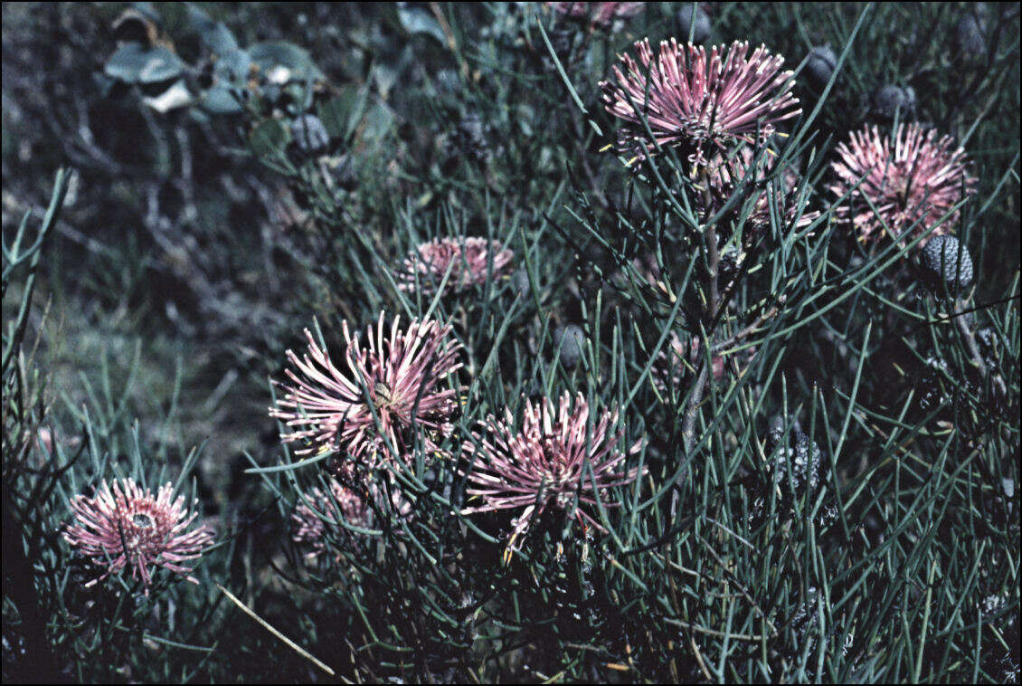 Image of Isopogon divergens R. Br.