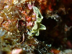 Image of Elysia flavomacula K. R. Jensen 1990