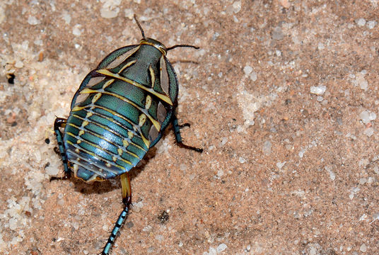 Image of Mardi Gras Cockroach