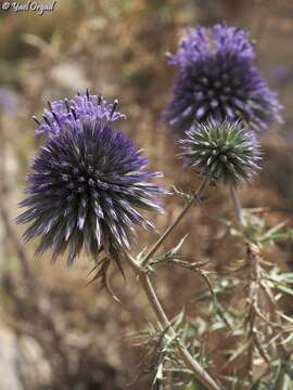 Image of Echinops adenocaulos Boiss.