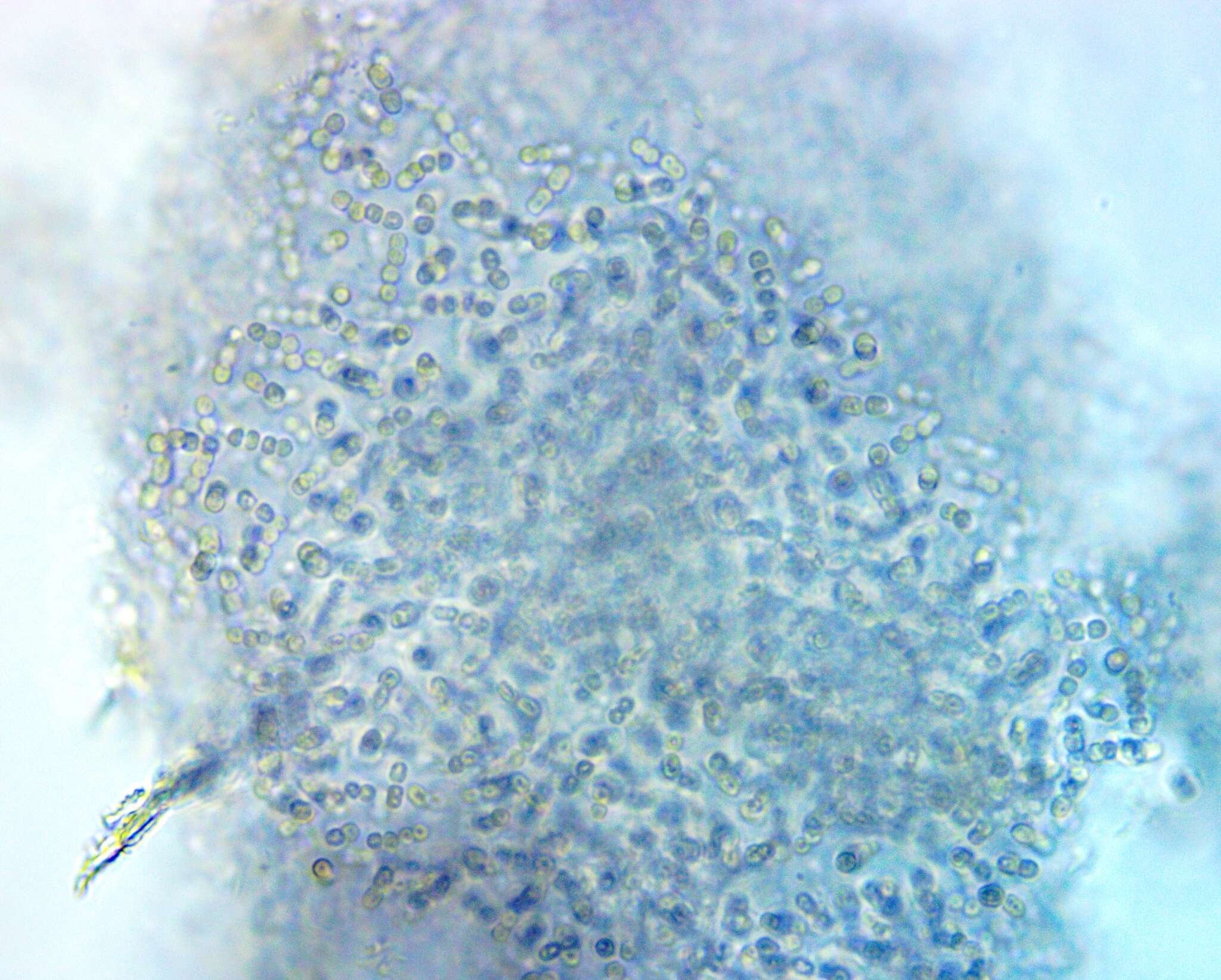 Lamprocystis roseopersicina resmi