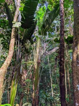 Image of Phenakospermum guyannense (A. Rich.) Endl. ex Miq.