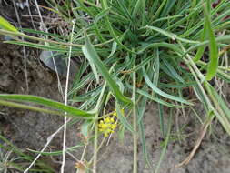 Sivun Bupleurum ranunculoides L. kuva