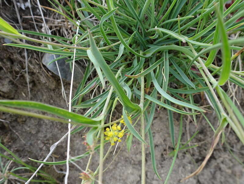 Sivun Bupleurum ranunculoides L. kuva