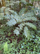 Image of Pitted Potato Fern