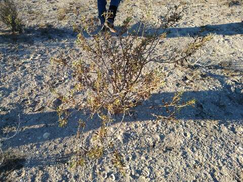 Image of Encelia laciniata Vasey & Rose