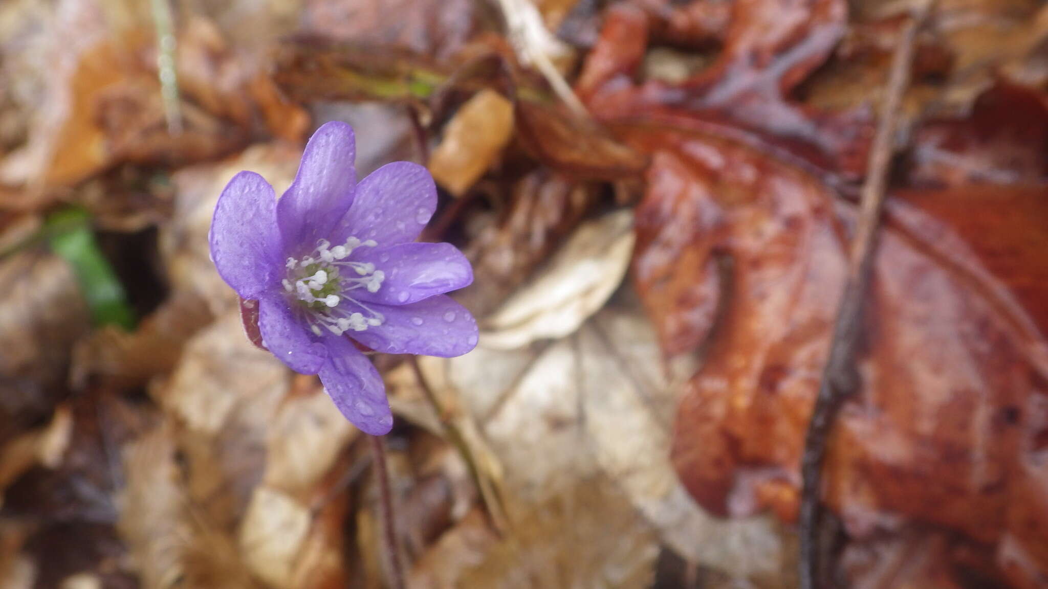 Plancia ëd Hepatica nobilis var. nobilis