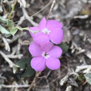 Image of Sweet Shaggytuft