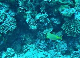 Image of Coral rabbitfish