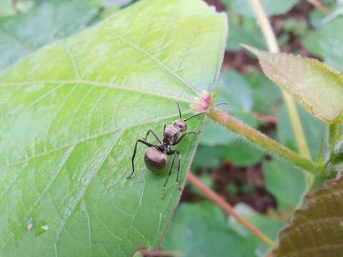 Image of Polyrhachis illaudata Walker 1859