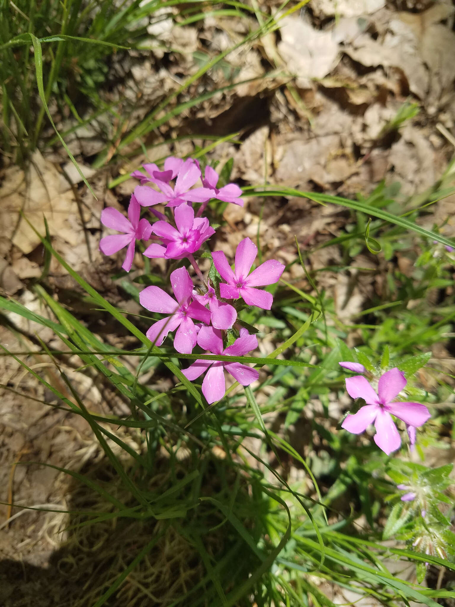 Image of hairy phlox