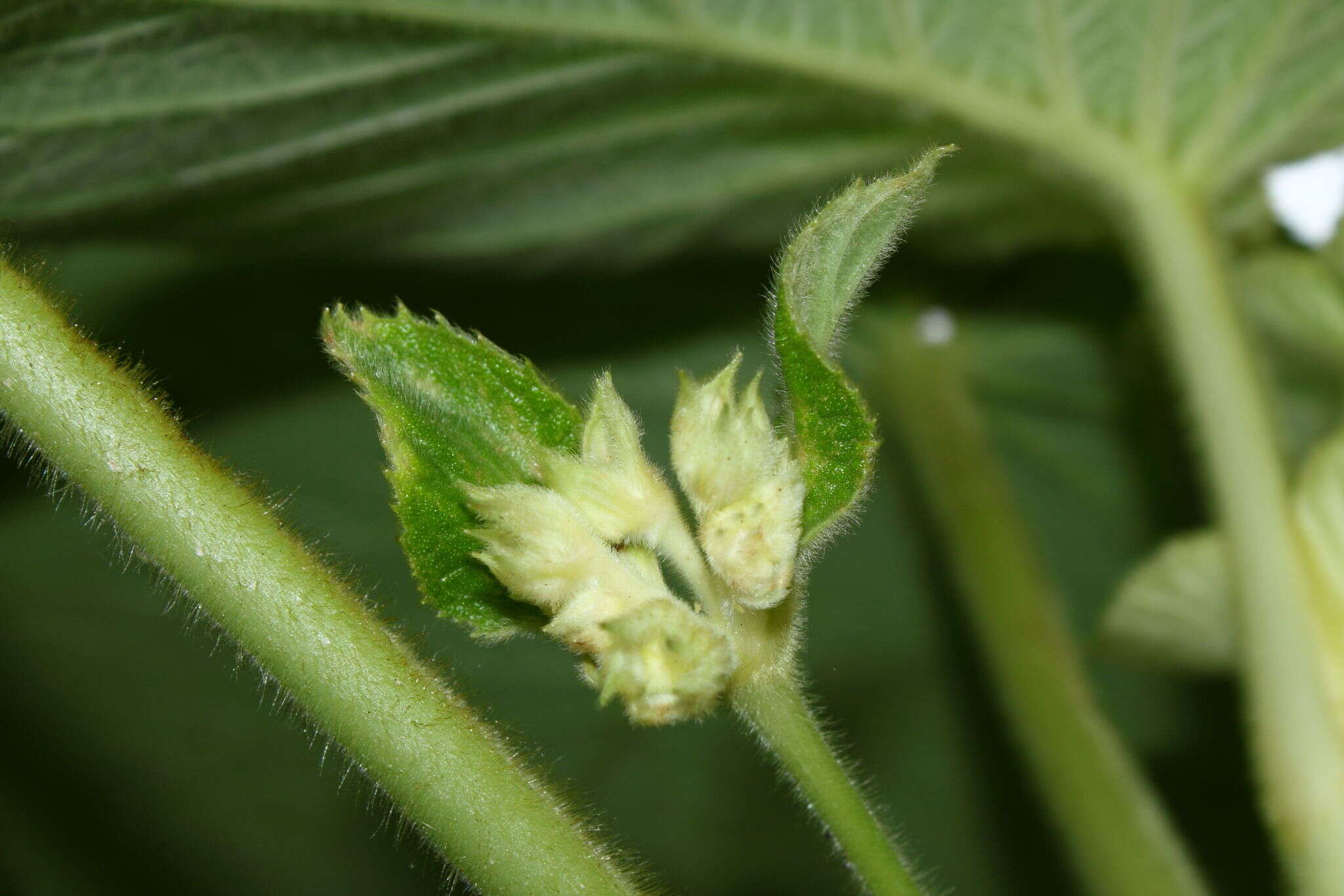 Image of heartleaf cyrtandra