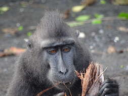 Image of Celebes crested macaque