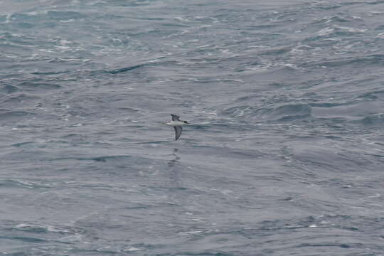 Image of Subantarctic Shearwater