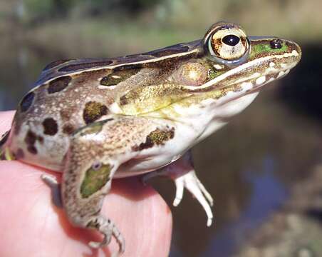 صورة Lithobates sphenocephalus (Cope 1886)