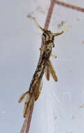 Image of Stiliger fuscovittatus Lance 1962