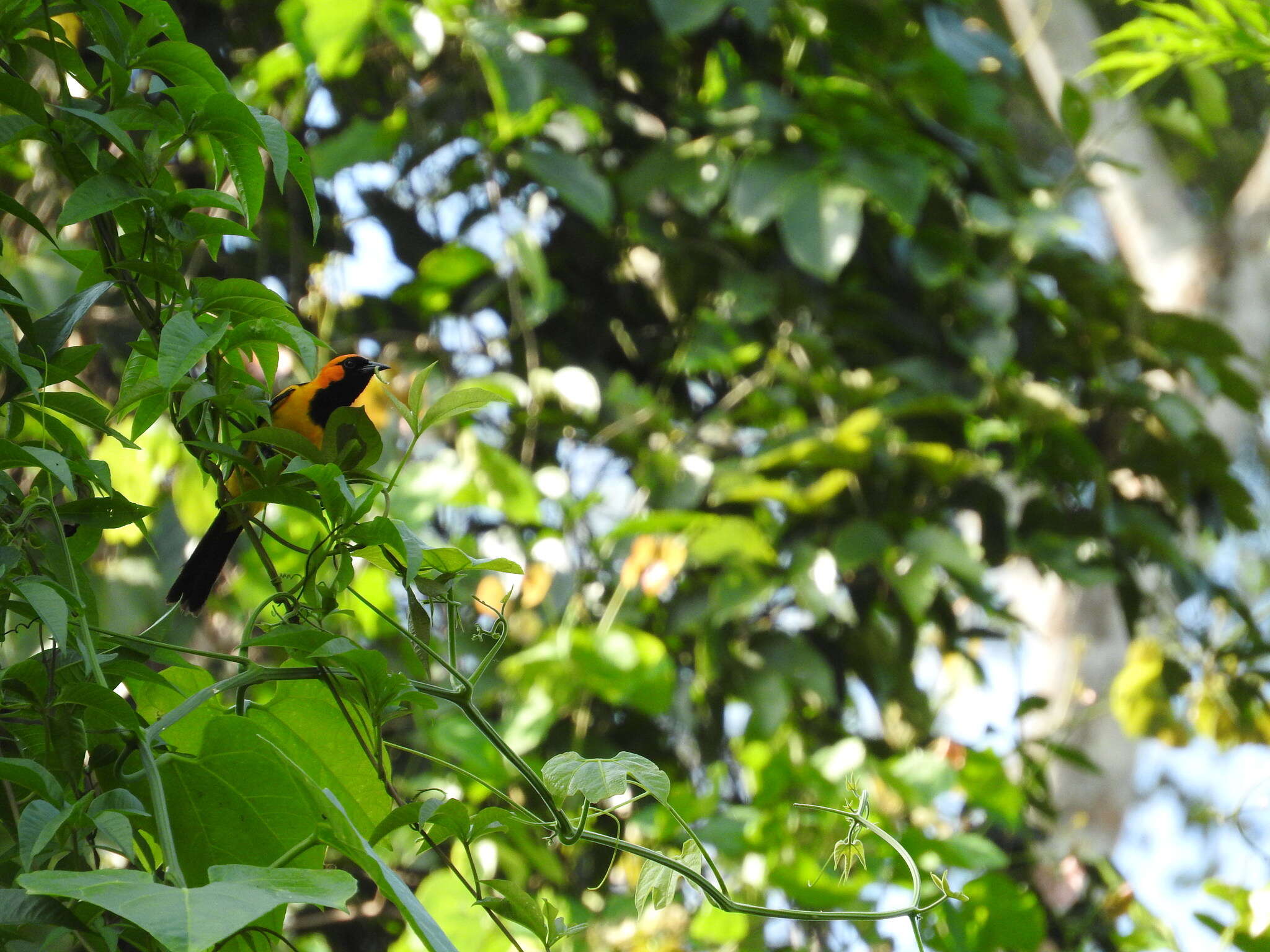 Image of Orange-crowned Oriole