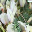 Image of Astragalus scaberrimus Bunge