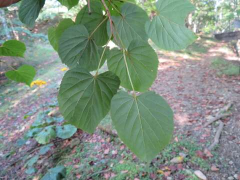 Image of Japanese Linden