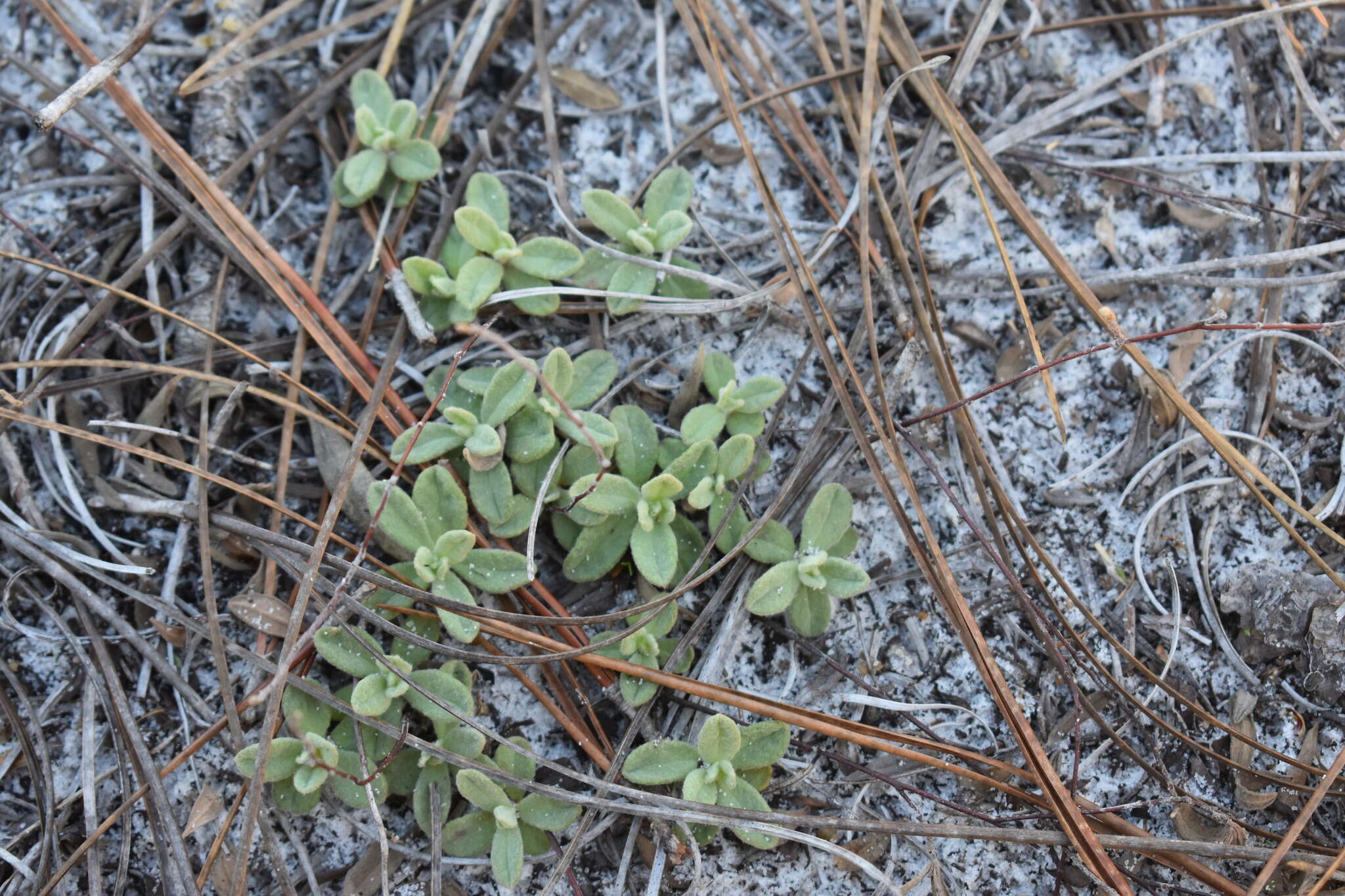 Image of coastal sand frostweed