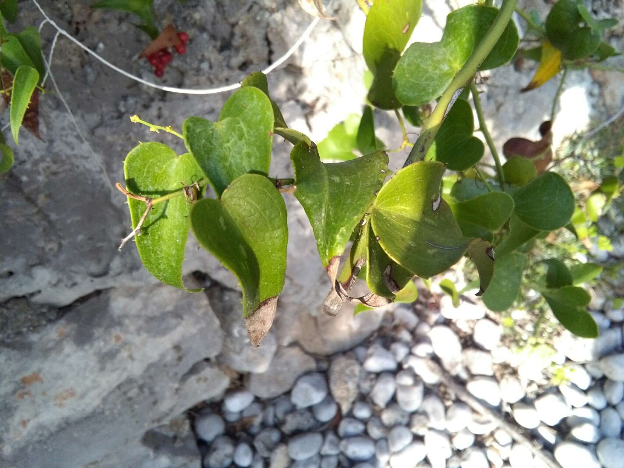 Image of Smilax aspera L.