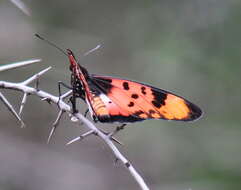 Image de Acraea acara Hewitson 1865