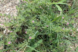 Image of seaside petunia