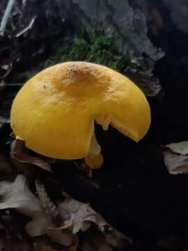 Image of Pluteus fenzlii (Schulzer) Corriol & P.-A. Moreau 2007