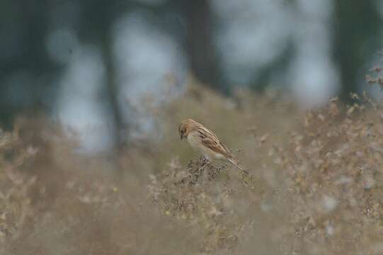 Слика од Emberiza pallasi (Cabanis 1851)