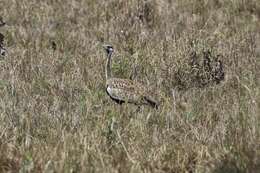 Image of Hartlaub's Bustard