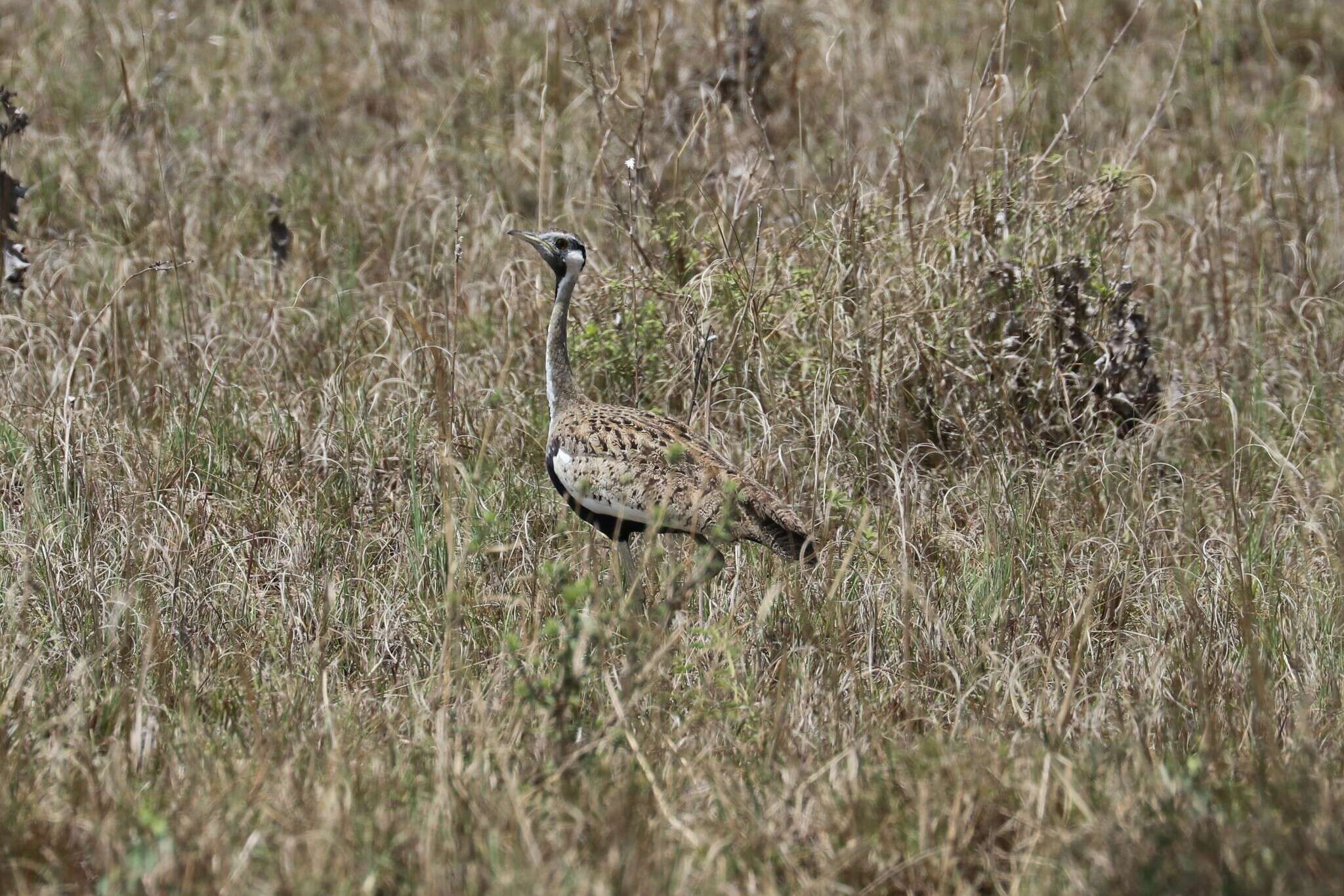 Image of Hartlaub's Bustard