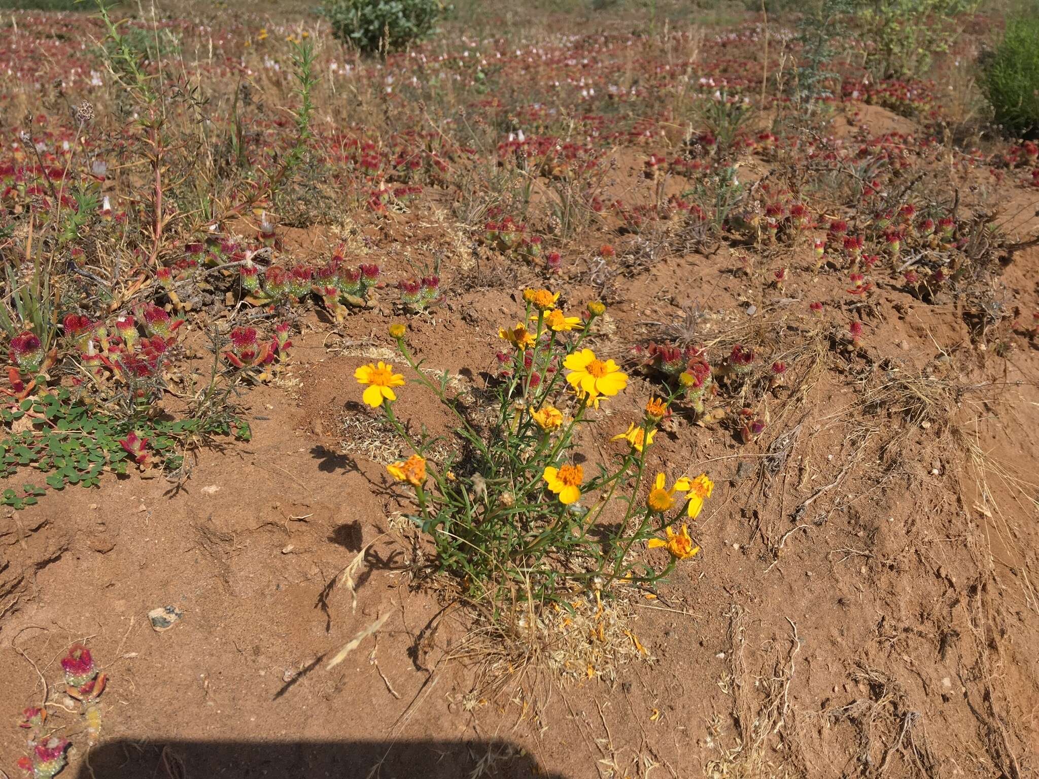 Image of Boeberastrum anthemidifolium (Benth.) Rydb.