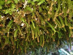Image of Rugel's anomodon moss