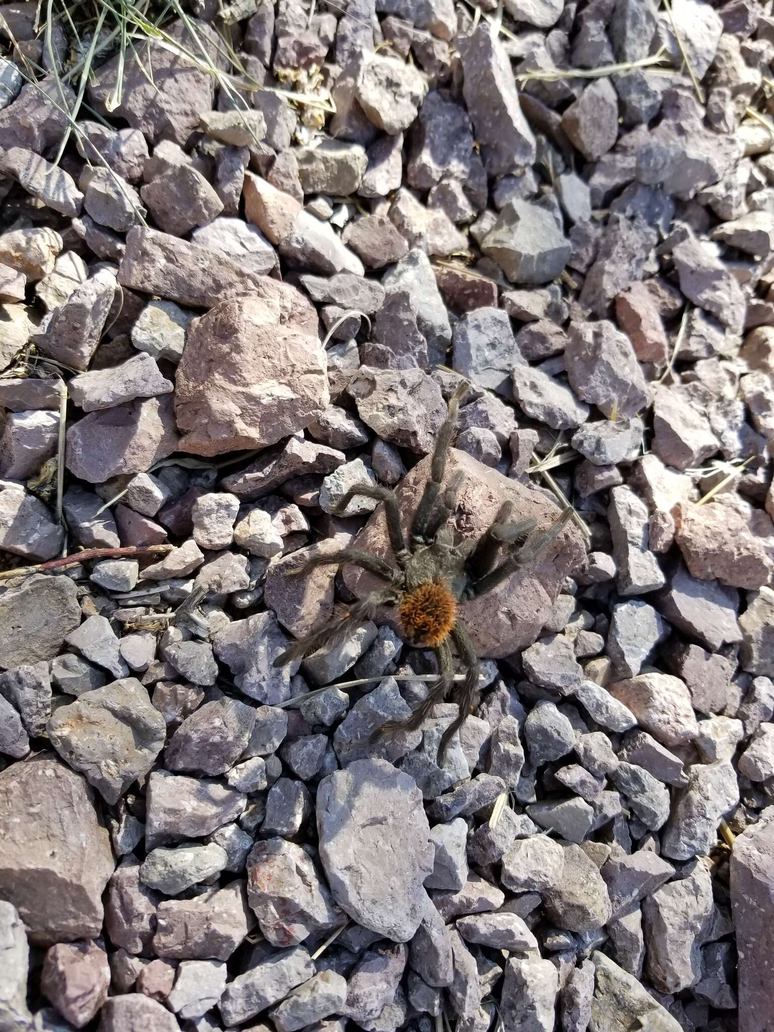 Image of Tuscan Bronze Tarantula