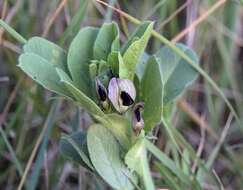 Image of Vicia johannis Tamamsch.