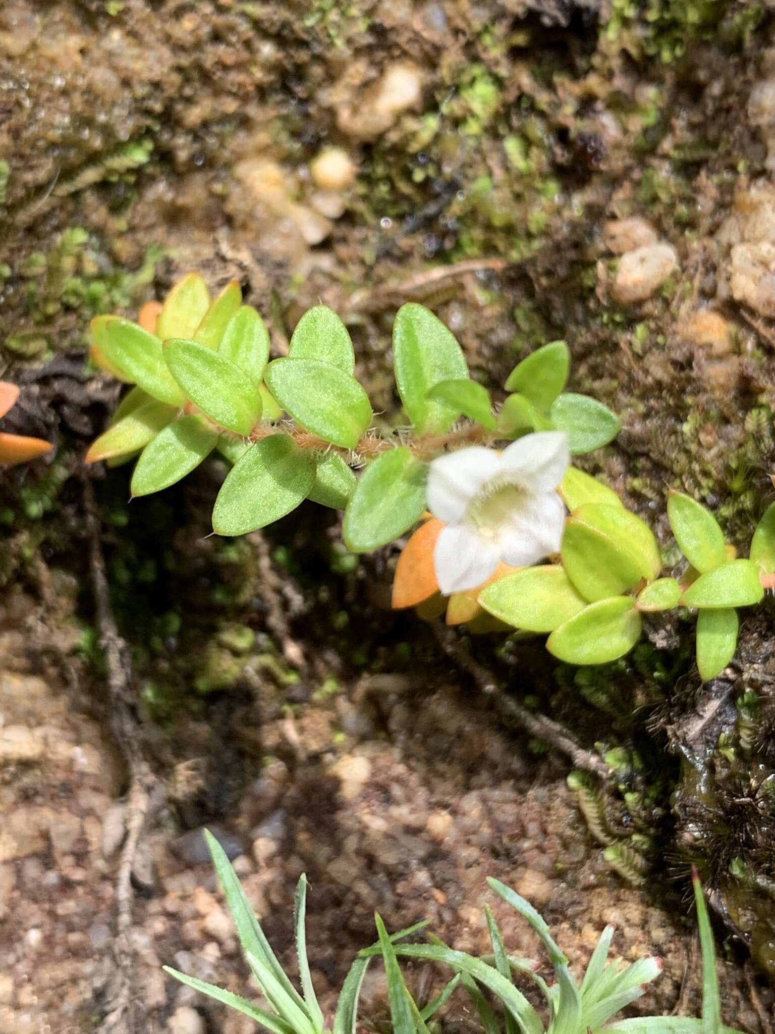 Imagem de Mitrasacme pilosa Labill.