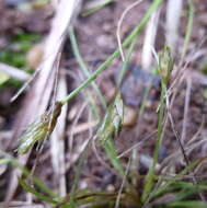 Image of Bulbostylis humilis (Kunth) C. B. Clarke