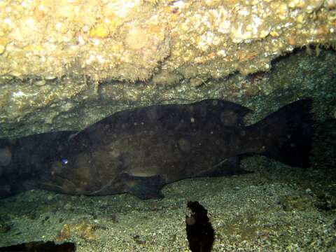 Image of Broom-tail Grouper