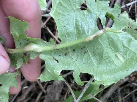 Image of Dandelion gall wasp