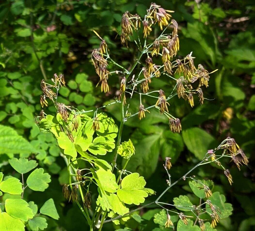 Plancia ëd Thalictrum coriaceum (Britt.) Small ex Small & Vail