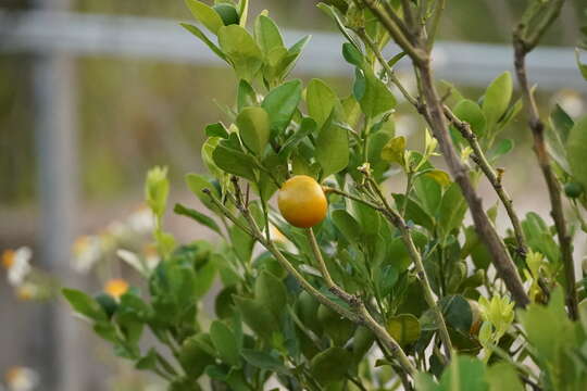 Image of Cherry Orange