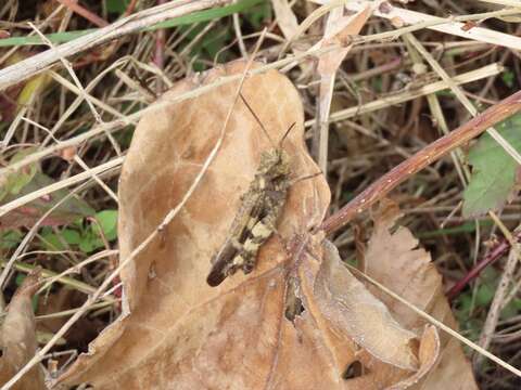 Image of Clouded Grasshopper