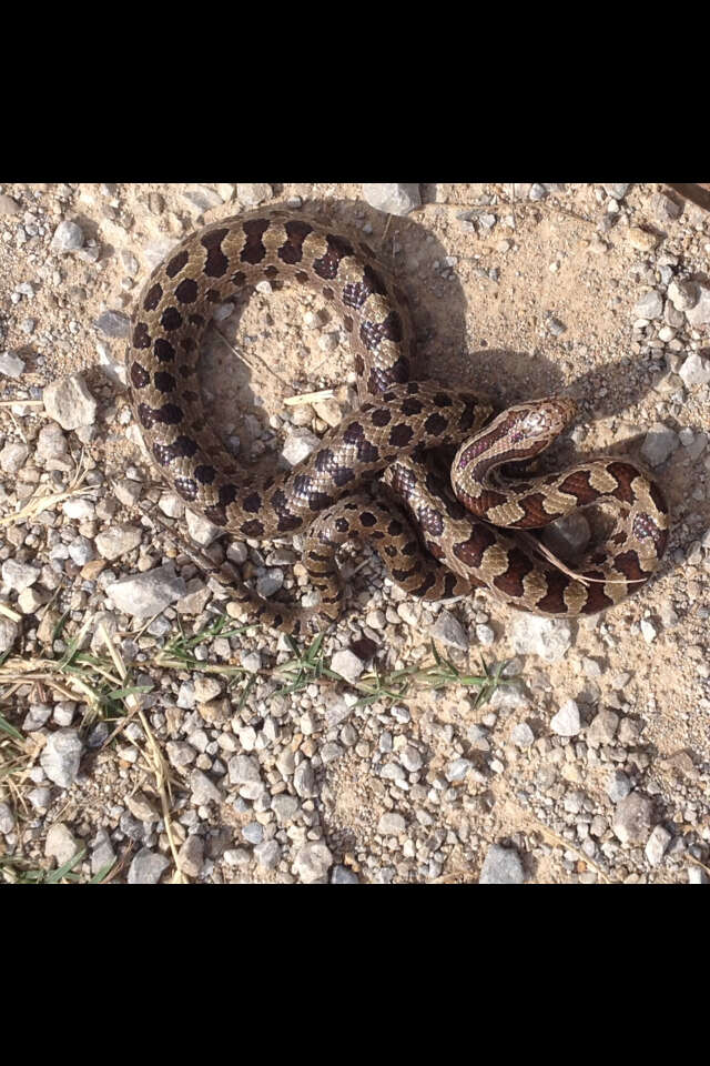 Image of Prairie Kingsnake