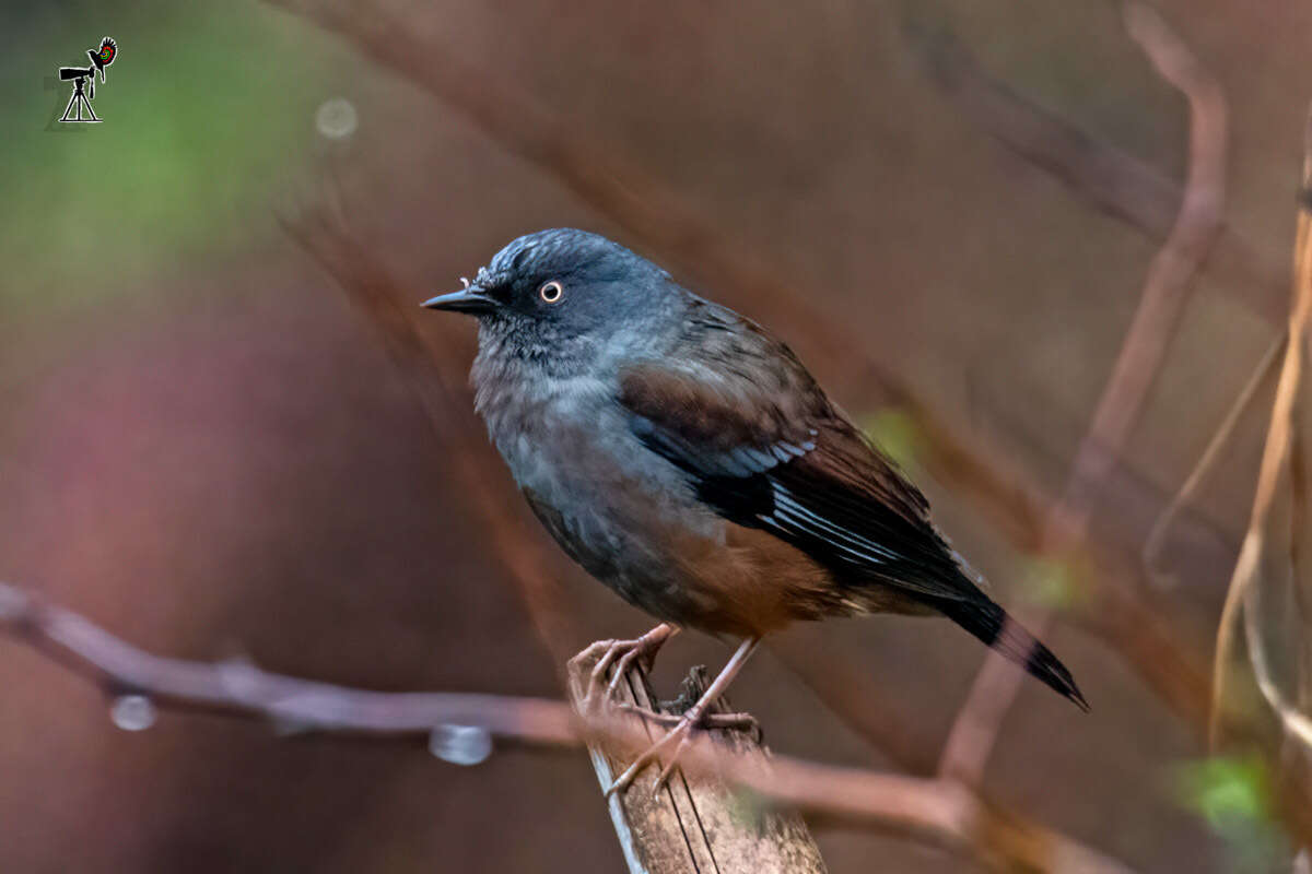 Image of Maroon-backed Accentor